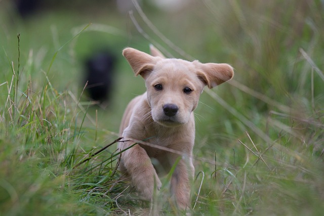 cucciolo di cane