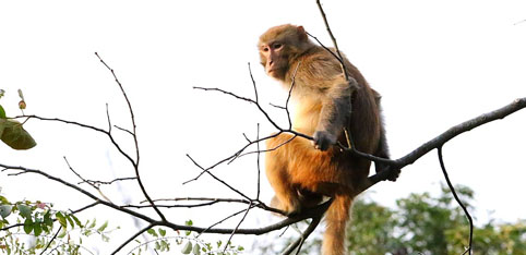 Macaco Rhesus su un albero