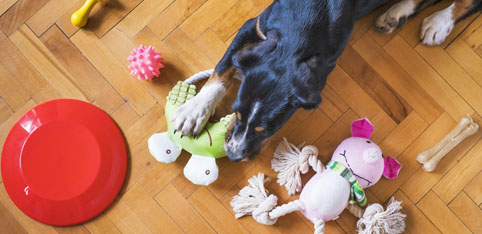 Cane con diversi giocattoli